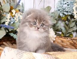 Why buy a domestic longhair kitten for sale if you can adopt and save a life? Blue Chinchilla Golden Kittens Rare Persian Kittenssuperior Quality Persian Himalayan Kittens For Sale In A Rainbow Of Colors In Business For 32 Years