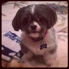 Black And White Papillon Shih Tzu Mix Maltese Shih Tzu Mix Maltese Shih Tzu West Highland White Terrier Shih Tzu Mix