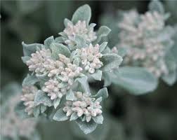 Image result for Helichrysum kirkii