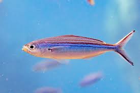 Image result for Cuviera semseii