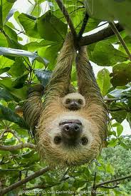 Pin By Terra Rae Cobb On Amazing All Kind Of Animals And Nature Animals Cute Baby Sloths Cute Animals