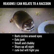 Reasons I Am Like A Raccoon Raccoon Funny Funny Animal Memes Funny Animal Names