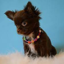 Pets In Uae Fur Z N Feather Z On Instagram Tea Cup Long Hair Male Chocolate Chihuahua Puppy Available For Rese Chihuahua Puppies Cute Puppies Cute Chihuahua