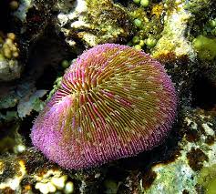 coral anthozoa animals a z animals