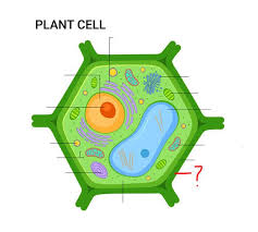 Sep 22, 2020 · animal cell diagram 8th grade. Most People Can T Identify 10 12 Of The Parts Of A Cell Can You