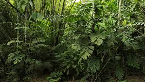 Image result for Cercestis congensis