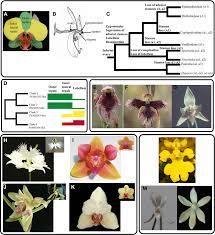 120708cg jpg 540 472 planting flowers plants flowers