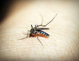 Resolve pest control provides exterior and interior pest control services to the baton rouge area. Pest Control Services Baton Rouge Louisiana Resolve Pest Control Resolve Pest Control