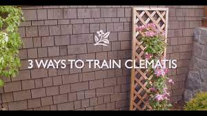 It allows air circulation and, when growing roses and clematis for example, this can reduce disease. How To Train Clematis Youtube