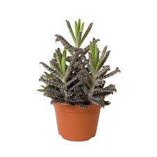 Kalanchoe Tubiflora Mother Of Millions Plants Succulents Harmful Plants
