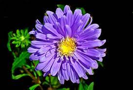 They help to form the spindle apparatus, which moves chromosomes during cell asters are vital to the processes of mitosis and meiosis. Aster Flower Information Grow Majestic Of Fall Colors