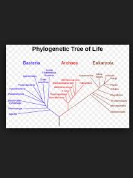 Pin On The Characteristics Of Living Things