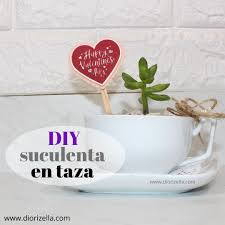 Empleada de costa farms prepara arreglos de suculentas que luego serán enviados a tiendas a través de los estados unidos, canadá y puerto rico. Diorizella En Casa Diy Suculenta En Taza
