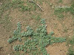 Image result for Coldenia procumbens