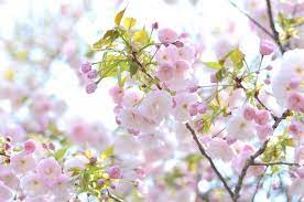 サクラ図鑑更新 イチヨウ 一葉 美しい花 花 日本の花