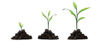 Crecimiento en Teresa de Jesús. Para no quedarse enano – Teresa, de la  rueca a la pluma