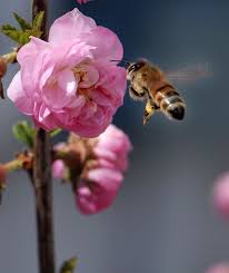 Bee At Pink Flower Bee Pink Flowers Bee Painting