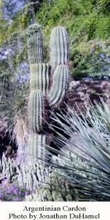 Some saguaros may have no arms at all. Mexican Cardon Cactus The World S Largest Cactus Arizona Daily Independent