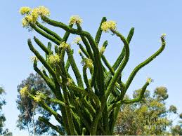 Indoor container plants indoor cactus should be watered about once every two weeks while the plant is actively growing. Ocotillo False Desert Plant Alluaudia Procera 10 Madagascar Cuttings Cacti Succulents Yard Garden Outdoor Living