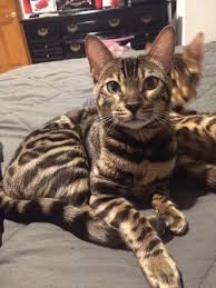 Search through thousands of bengal cats adverts in the usa and europe at animalssale.com. Ultimate Guide For Having Bengal Cats For Sale
