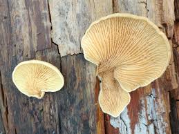 Image result for Paxillus panuoides