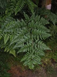 Image result for Rumohra adiantiformis