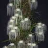 Plants can get as tall as 36''. Https Encrypted Tbn0 Gstatic Com Images Q Tbn And9gcs7vkc99gqzo4uhn3jwqyz9sv1rksgyfmb Ftf81aoq9 O8z3gy Usqp Cau