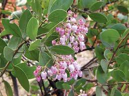 Image result for Manniophyton