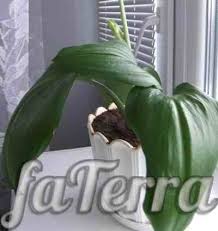 каталог комнатных комнатные цветы фото и названия и уход за ними Foto Euharis Uhod V Domashnih Usloviyah Komnatnye Cvety Rasteniya Komnatnye Rasteniya