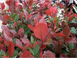 Red Robin Shrub Image Shrubs Plant Identification