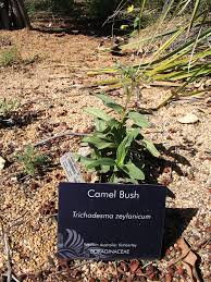 Image result for Trichodesma zeylanicum