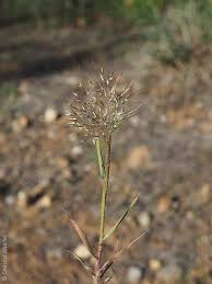 Image result for Pentameris