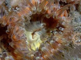 Image result for Monotes elegans