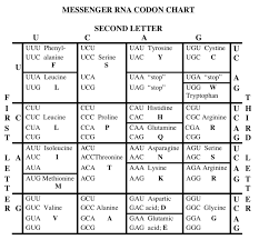 We did not find results for: Solved Consider The Following Mrna Transcript 5 Ucugaugggcugagua 3 Assuming That This Is The Complete Mrna Molecule How Will Ribosomes Translate Course Hero
