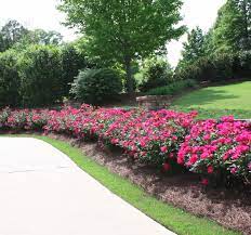 I live in northern virginia and am concerned about possible heavy snow damaging two knockout rosebushes this winter. Knock Out Roses Images Of How We Use Them In Our Landscaping And Caring For Tips Landscaping With Roses Hedges Landscaping Landscaping With Rocks