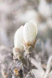 Snow Flowers Winter Garden White Flowers Beautiful