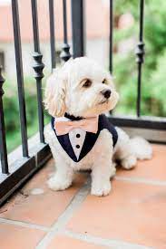 Blue Formal Dog Tuxedo Wedding Tuxedo For Dogs Custom Made Suit Pet Wedding Attire Tuxedo With Choice Of Color Bow Tie In 2021 Formal Dog Dog Tuxedo Dog Tuxedo Wedding