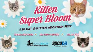 Weather can make or break your trip, especially if you're hoping to spend. But Which Door Leads To The Animal Shelter Wonder No More Long Beach Post News