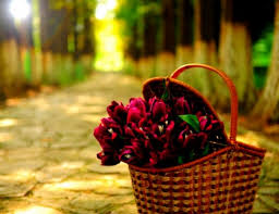 We did not find results for: Flowers Basket Wallpapers Hd Free Hd Wallpaper New Beautiful Wallpapers Flowers Hd 931x714 Wallpaper Teahub Io