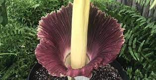 Toronto Zoo S Rare Corpse Flower Has Reached Peak Bloom And Smells Awful News
