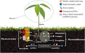 Image result for Crepidorhopalon spicatus