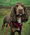 Field Spaniel Dog Breed Information and Pictures