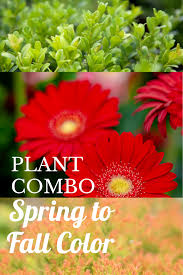 Plant Combinations A Cheerful Sunny Trio In 2020 Plant Combinations Plants Container Gardening