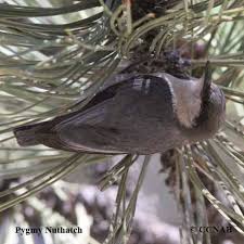 Image result for Pavetta pygmaea