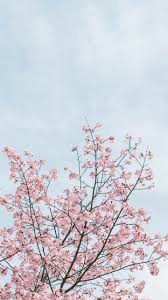 100% free to use high quality images customize and personalise your device with these free wallpapers! Japan Sakura Wallpaper Aesthetic Cherry Blossom 3183576 Hd Wallpaper Backgrounds Download