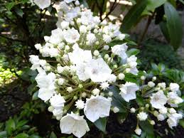 I'm fascinated (and annoyed) by plants that have differently shaped leaves on the same plant. Garden Answers Plant Identification App Plant Identification App White Flowering Shrubs Plant Identification