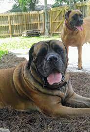 Discover more about our bullmastiff puppies for sale below! Home Boggy Creek Bullmastiffs Bullmastiff Puppies For Sale