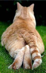 Pin By Sally Benvenuti On Cats Domesticated Tigers All Other Types Cats Cute Animals Pets