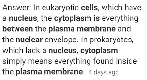 Borrowed from german zytoplasma, cytoplasma. Explain The Difference Between Cell Membrane Cytoplasm And Nucleus Brainly In