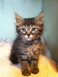 Maine coon is friendly, affectionate, loving and a goofy cat. Mentor Oh Maine Coon Meet Scooby 9 Weeks Old 2 Pound Maine Coon Mix A Pet For Adoption